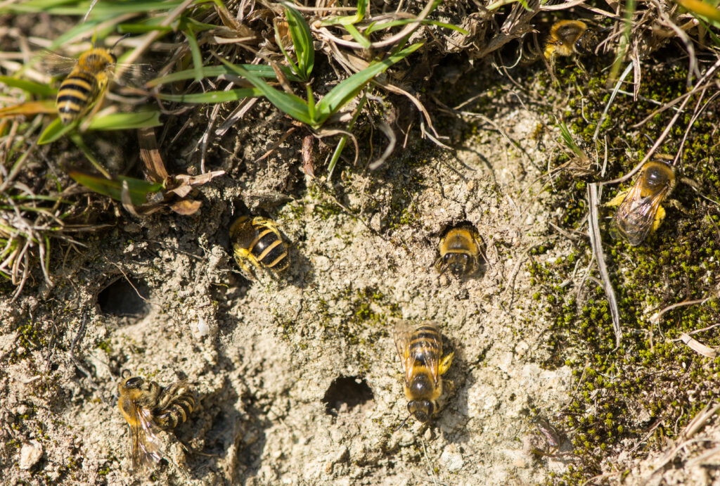 Api dell'edera (Colletes hederae) che emergono dai tunnel compositi.  Diversi tunnel ravvicinati con api di edera che entrano ed escono per raccogliere il polline.  La cornice è costituita da una macchia nuda in mezzo all'erba, visibile in alto a sinistra da.  Il terreno è di colore kaki.  Ha tane circolari visibili in cui entrano ed escono le api dell'edera.  Le api sono a strisce molto vivide (bande) nere e gialle.