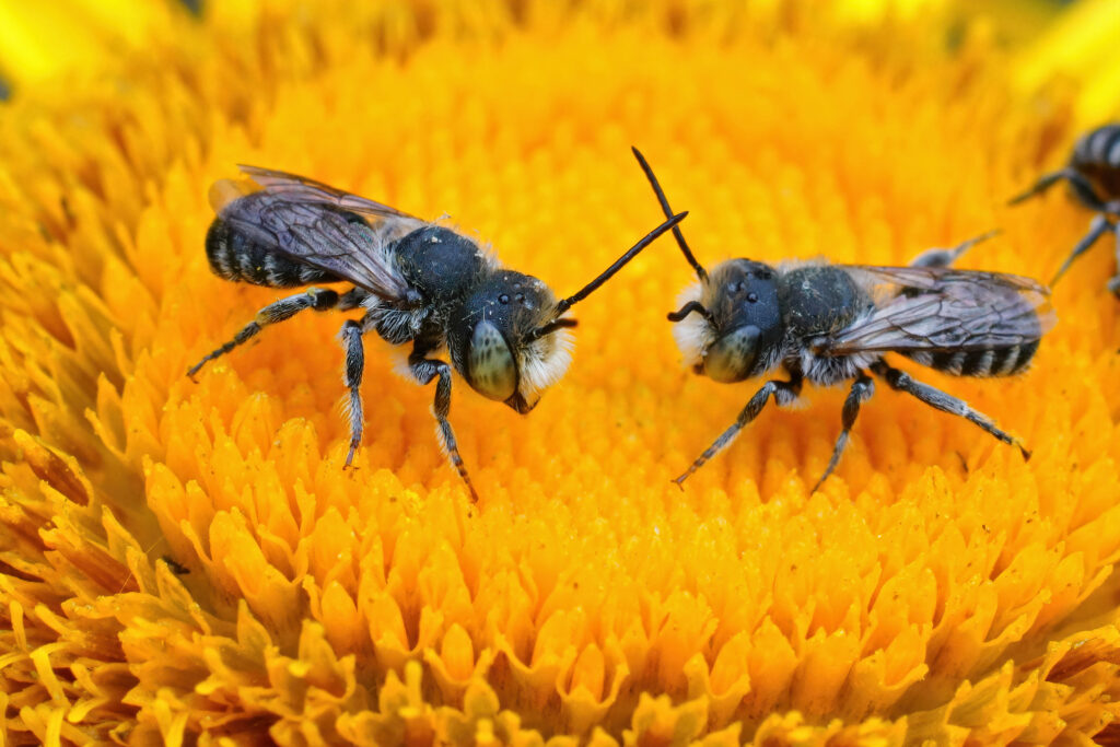 Un primo piano di due maschi dell'ape tagliafoglie di erba medica, Megachile rotundata su un fiore giallo di Inula officinalis.  Le api sono una di fronte all'altra ad angolo verso il centro dell'inquadratura.  Le api sono per lo più nere con setole (peli) grigio chiaro.
