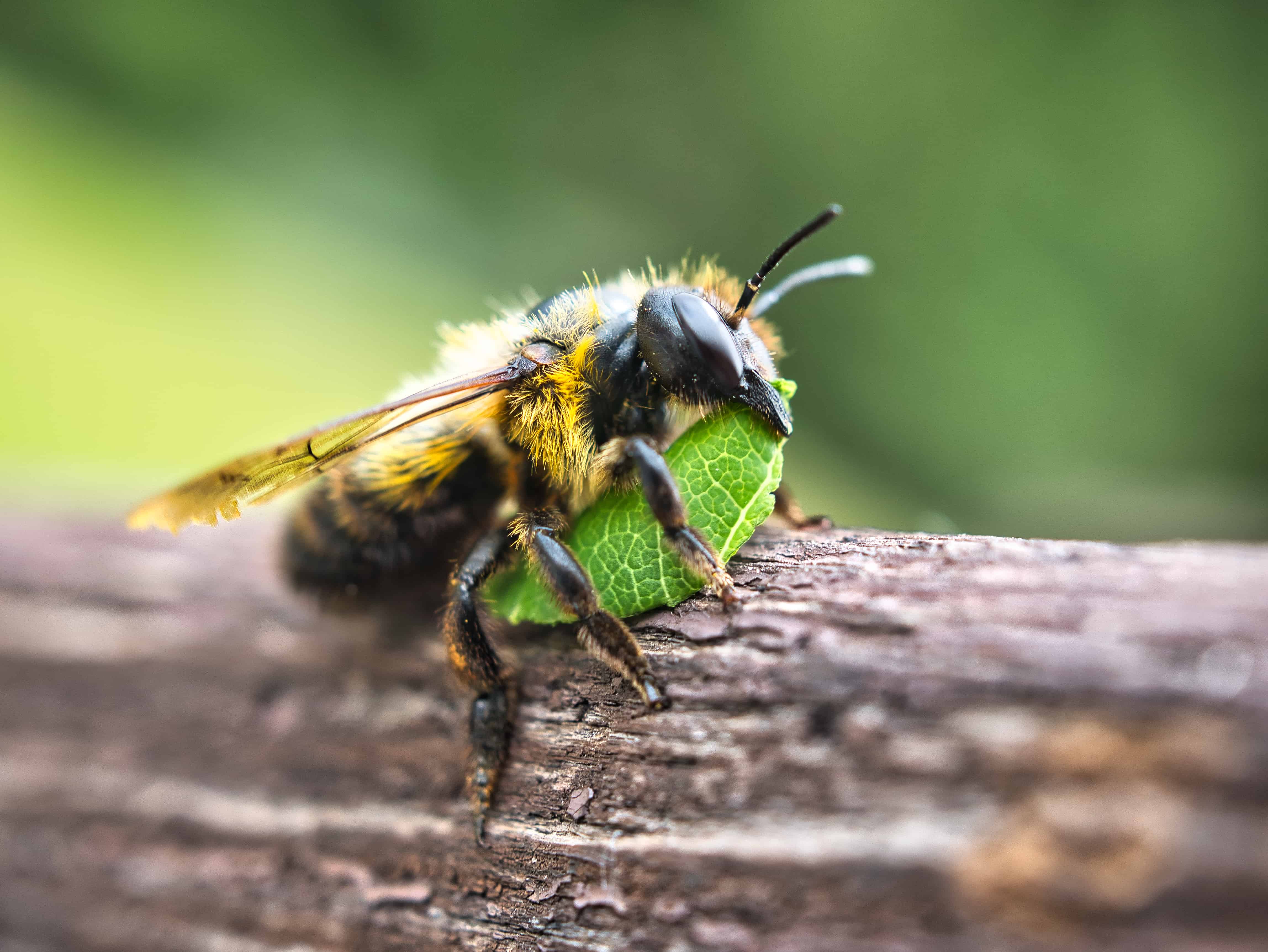 Primo piano di un'ape tagliafoglie (Megachile) con un pezzo di foglia, utilizzato come materiale da costruzione.  L'ape è rivolta verso il fotogramma destro.  L'ape ha un pezzo di foglia verde tra le grinfie.  L'ape è nera con macchie gialle.