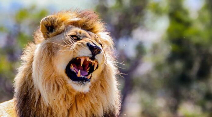 Guarda questo leone malvagio solitario combattere 14 iene arrabbiate e mostrare il suo potere folle
