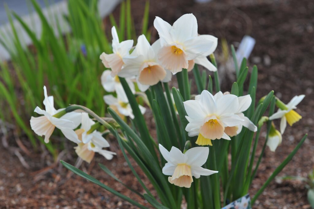 'Katie Heath' Triandrus narcisi