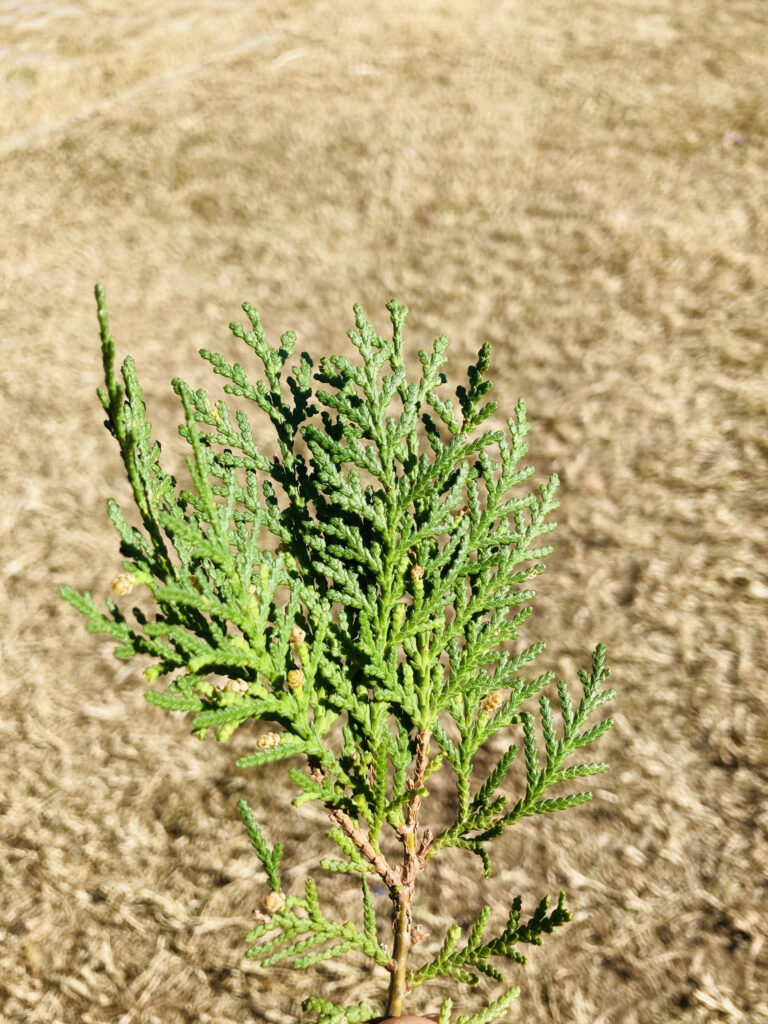 Cipresso di Leyland.  Cupressaceae Conifera sempreverde.  Cresce velocemente e viene utilizzato per le siepi.