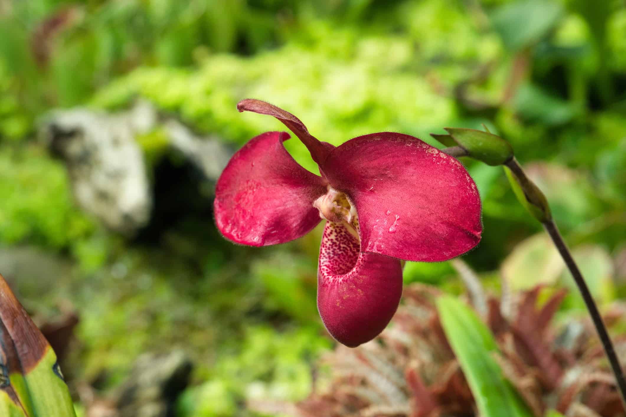 Orchidea Phragmipedium