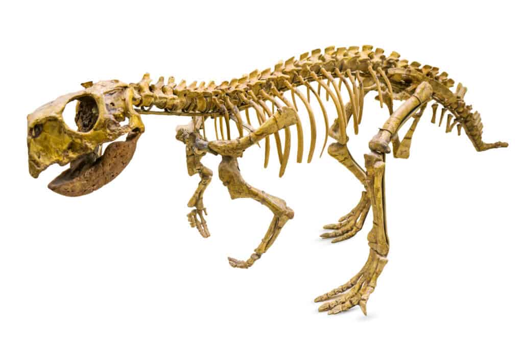 Scheletro/fossile di dinosauro Psittacosaurus
