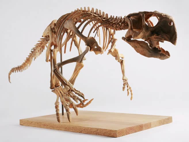 Un calco di uno scheletro di Psittacosaurus su uno sfondo bianco