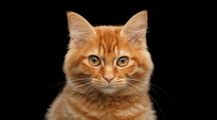 Gatti soriani arancioni: tutto ciò che devi sapere

