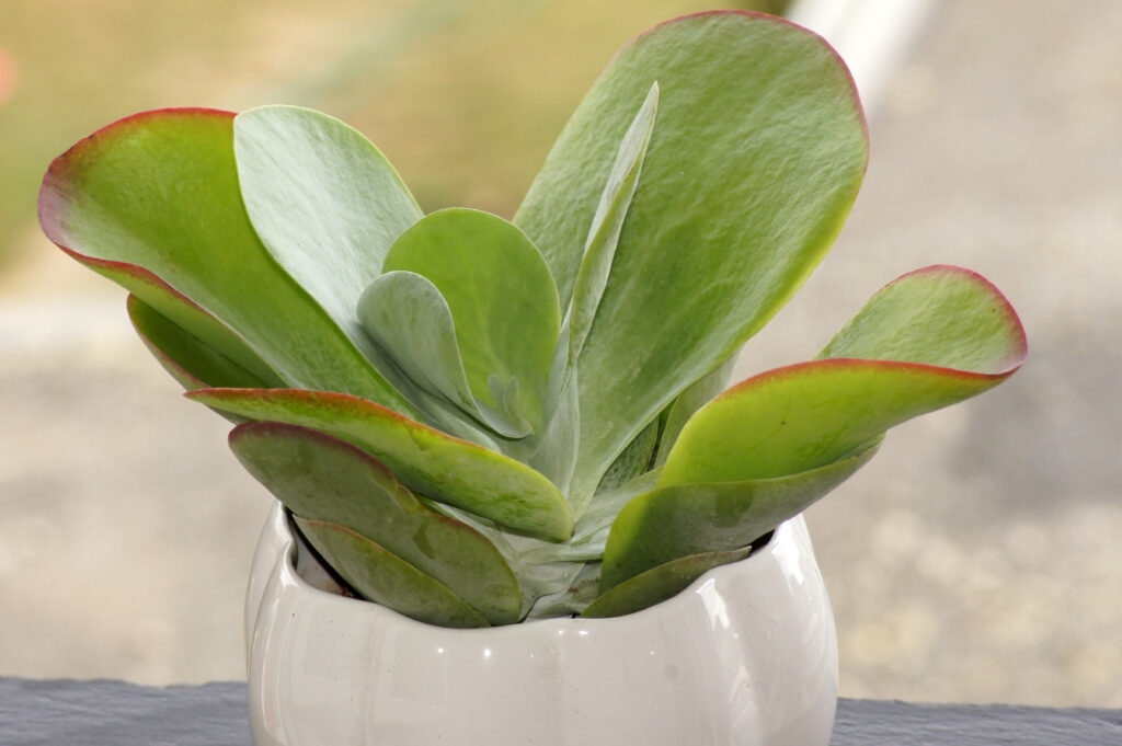 Kalanchoe thyrsiflora succulenta