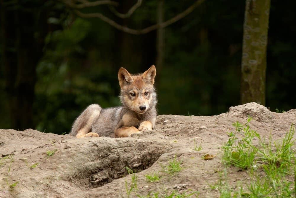 Un giovane cucciolo di lupo rosso sdraiato a terra