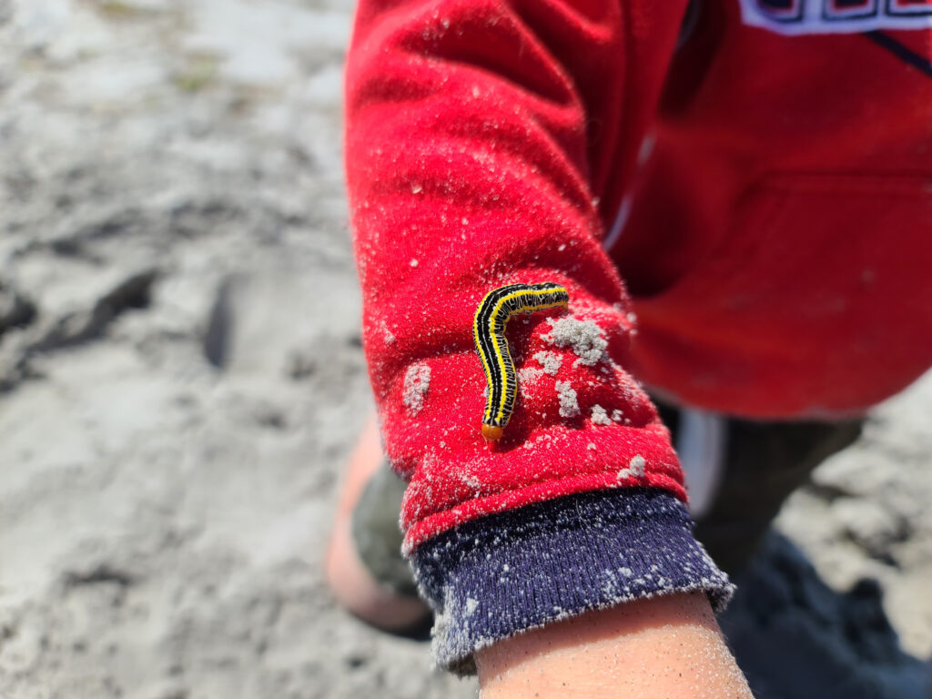 Caterpillar zebra nero e giallo sul braccio del ragazzo in spiaggia