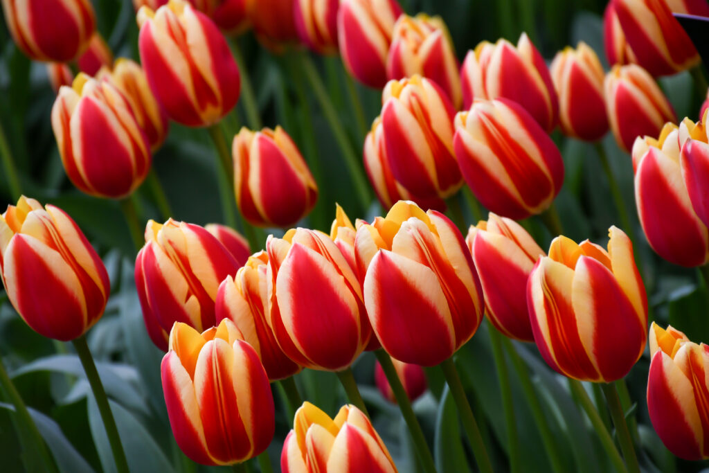 I tulipani hanno bisogno di 6-8 ore di sole al giorno