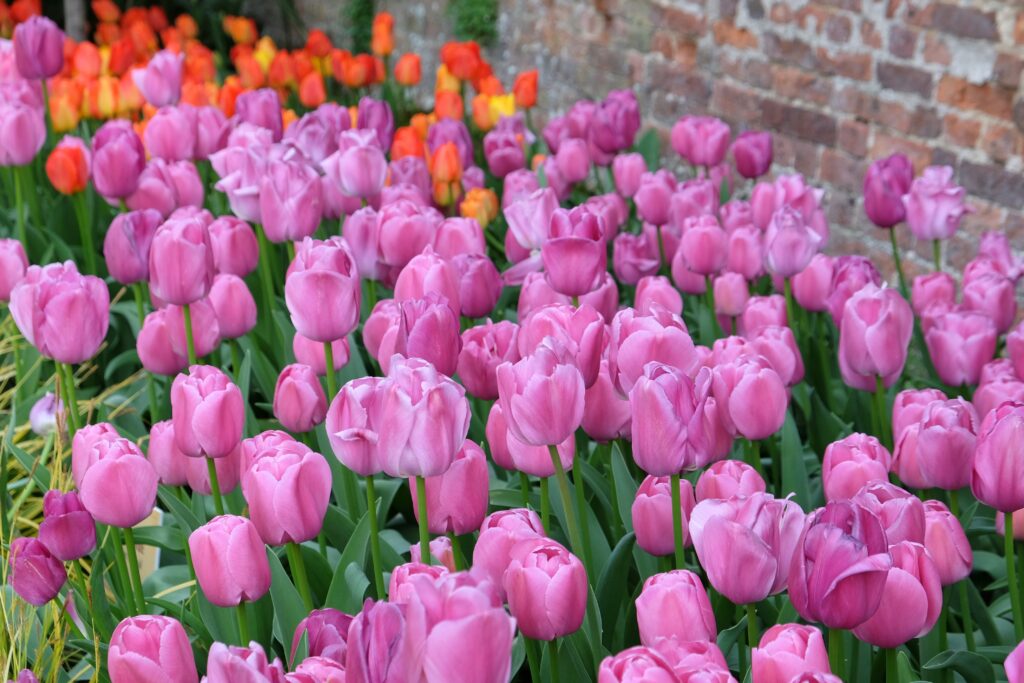 Viola orgoglio tulipani