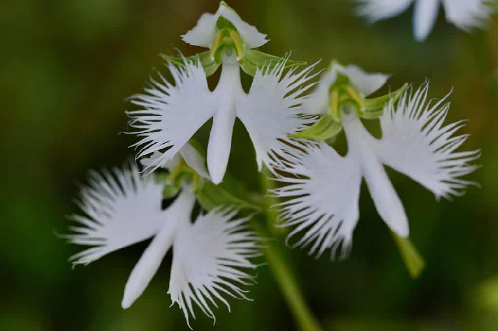 Garzetta bianca fiore in crescita