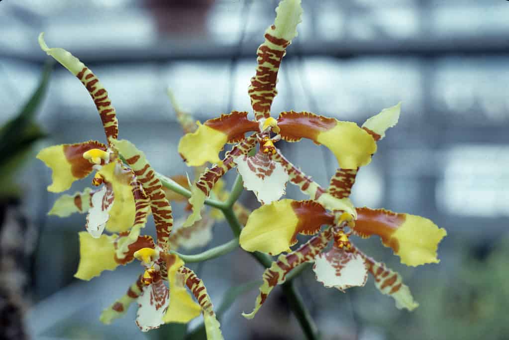 Orchidee color terra
