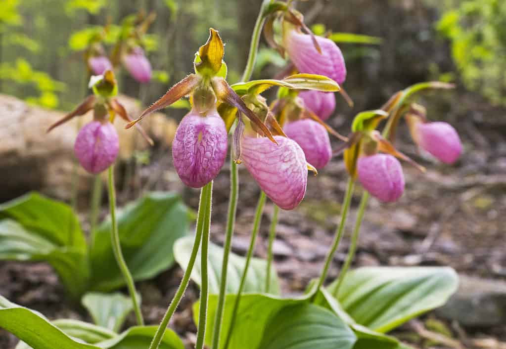 Pantofola rosa in natura