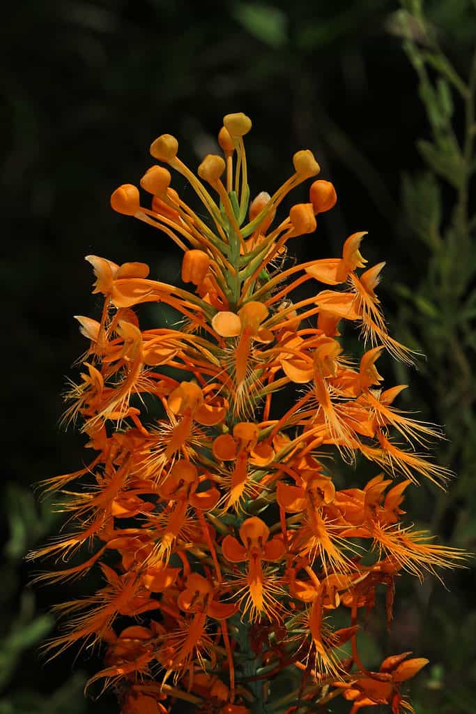 Orchidea frangiata arancione