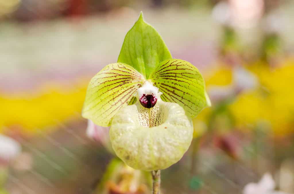Paphiopedilum malipoense - Orchidea scarpetta di giada