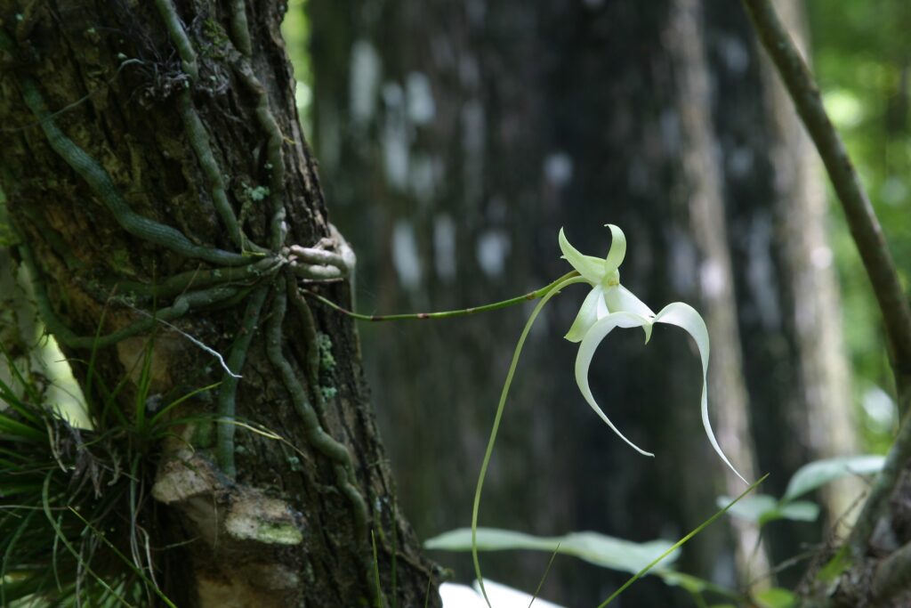 Orchidea fantasma (Dendrophylax lindenii)