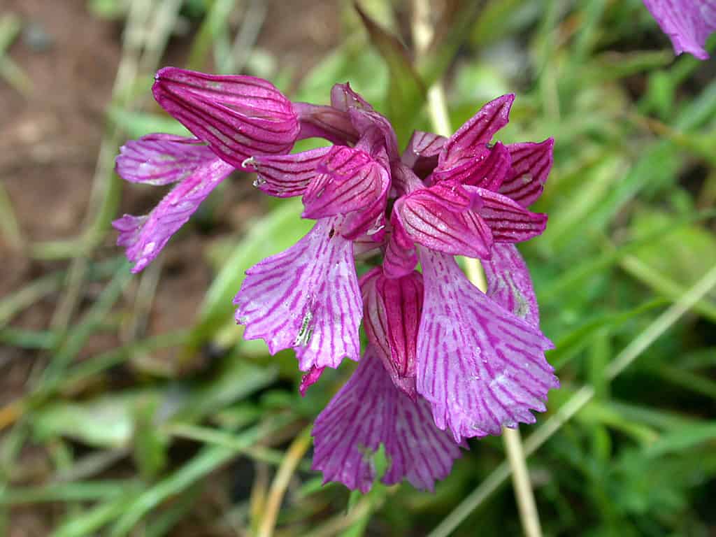 Orchidea farfalla rosa in erba