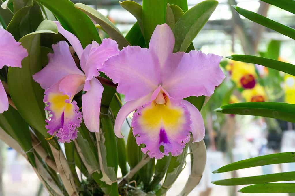 Molte orchidee sono ottimi candidati per la coltivazione indoor