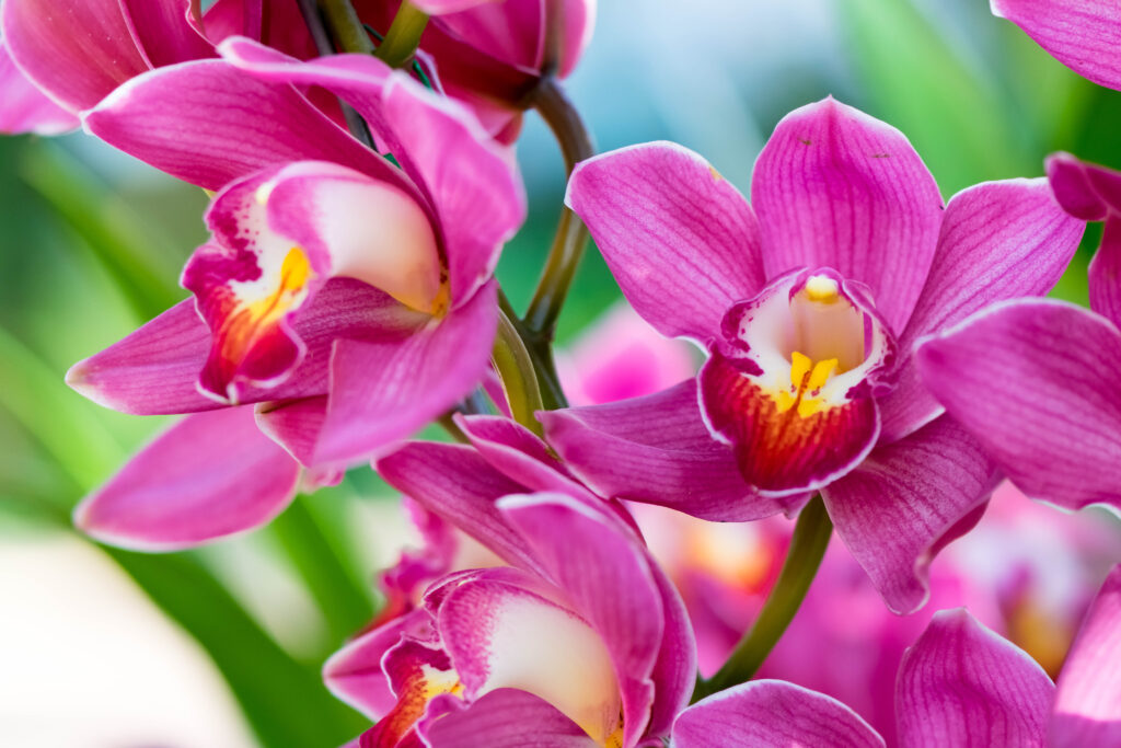 Il terzo petalo inferiore sulle orchidee è distintamente colorato e modellato per attirare gli impollinatori. 