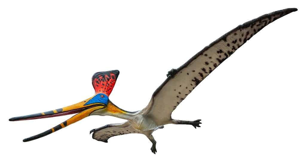 Pteranodonte