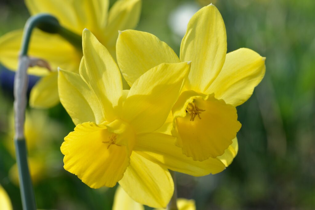 Narcisi Triandrus 'Harmony Bells'