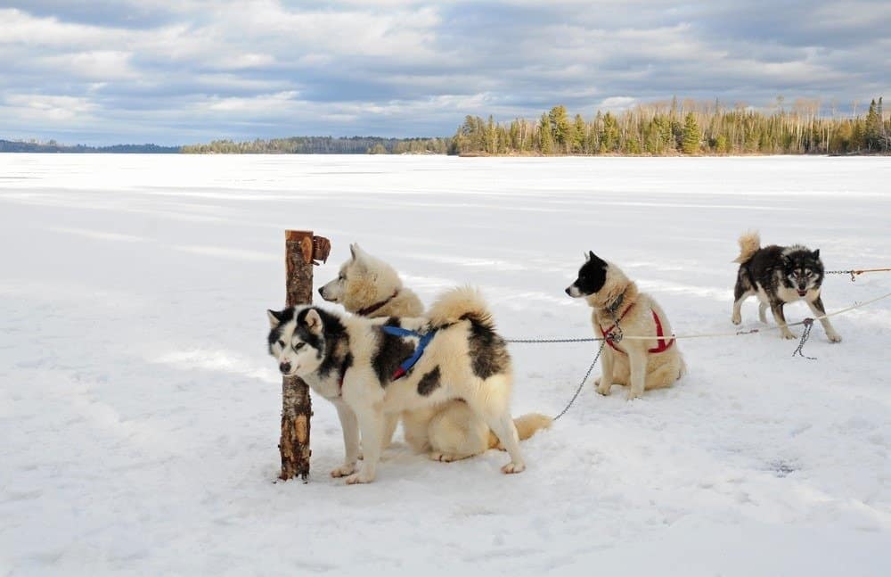 Squadra di cani da slitta eschimesi canadesi in imbracature, in attesa di azione