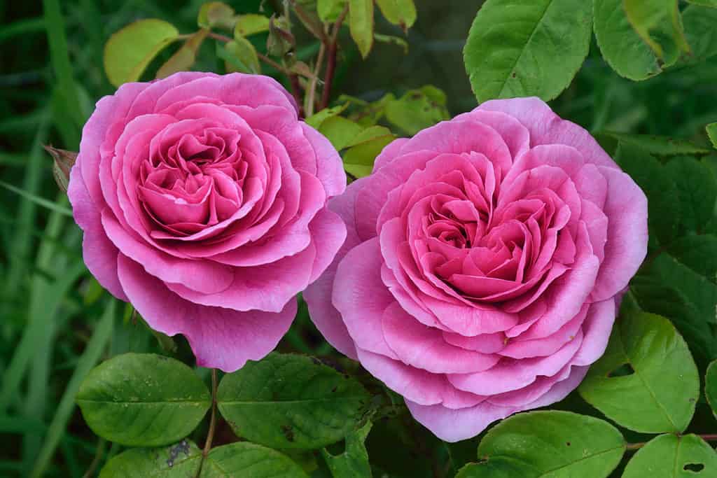 Gertrude Jekyll Rose