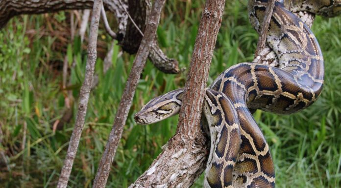 6 serpenti grandi come umani che potrebbero invadere gli Stati Uniti
