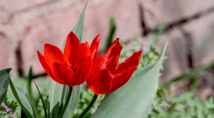 6 tulipani che crescono bene in Indiana
