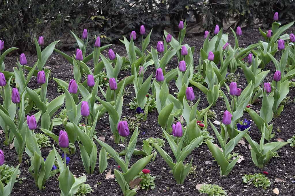 Il fogliame del tulipano mostrerà fuori terra in primavera