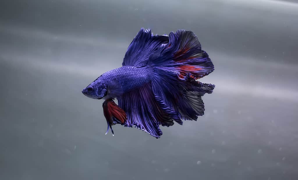 Pesce betta viola