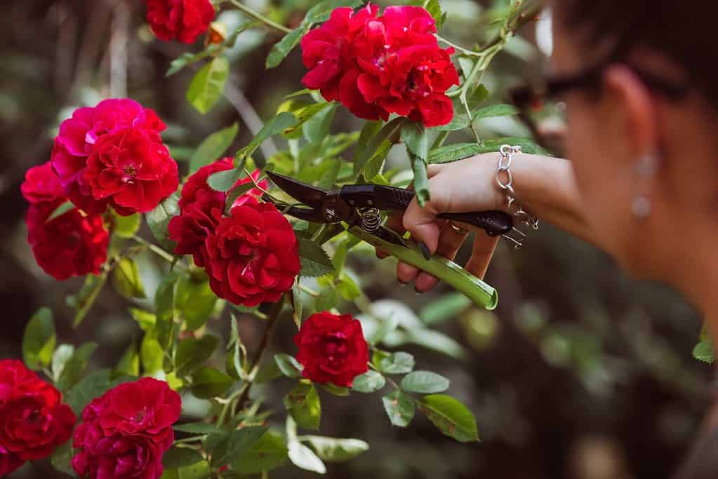 Red Hedge Rose potata.  Una persona tiene i potatori fino al lungo gambo di una rosa rossa brillante, pronta per essere tagliata.