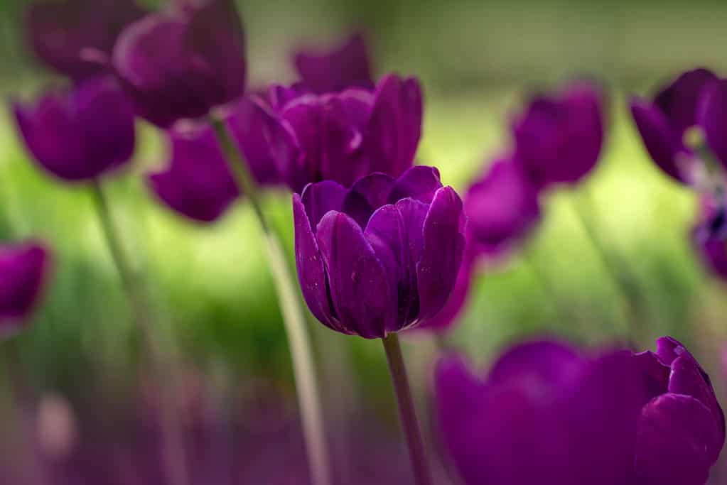 Un campo di tulipani viola in primavera.  Il tulipano si chiama NEGRITA.