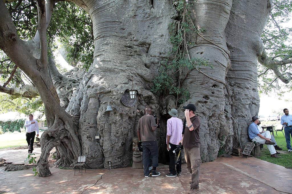 Baobab dell'Isola del Sole
