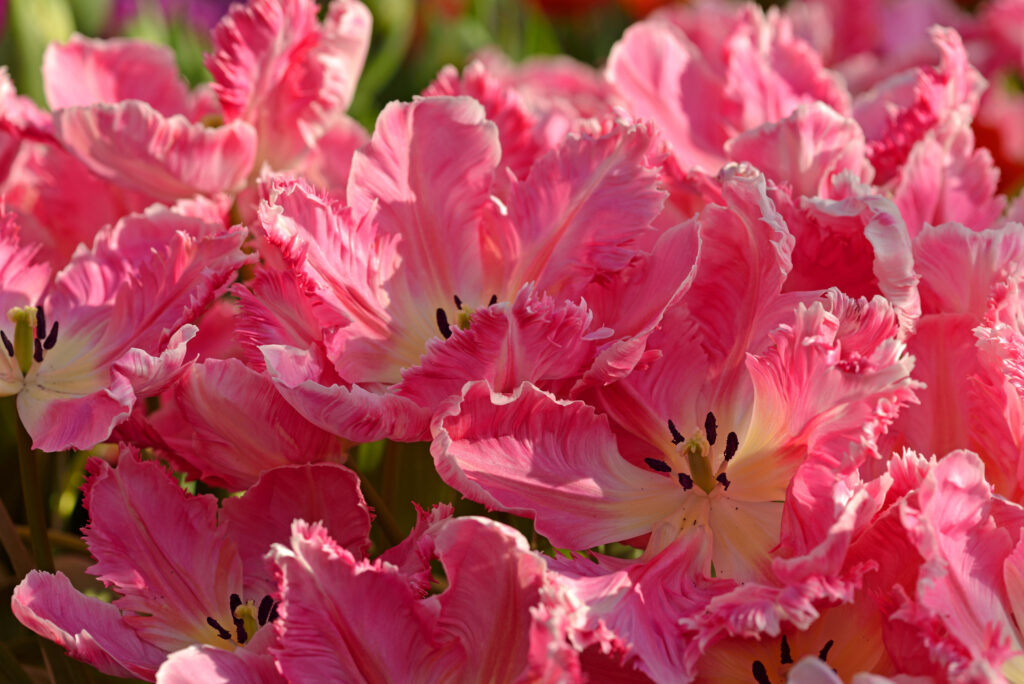 tulipano visione rosa
