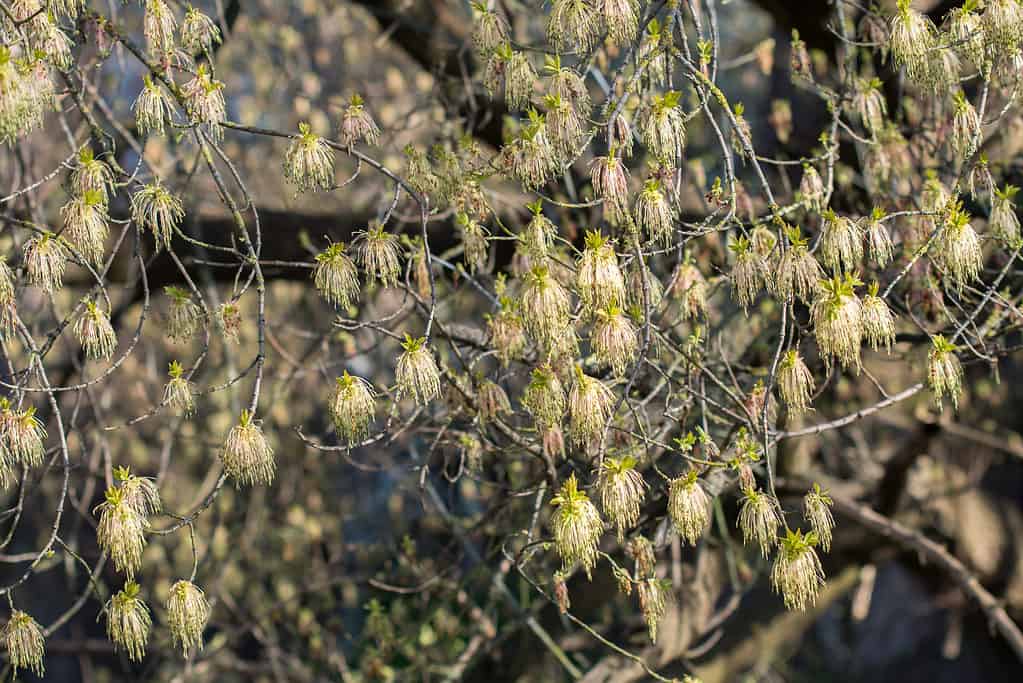 Scatola di fiori primaverili di acero sambuco