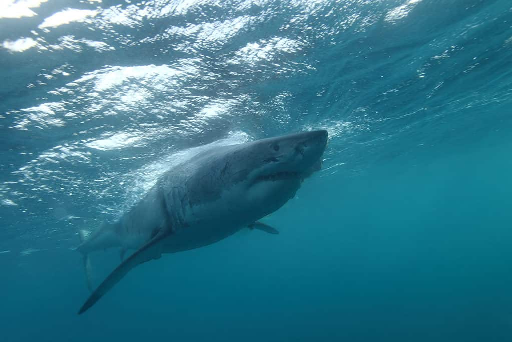 uno dei più grandi grandi squali bianchi, Carcharodon carcharias, mai osservato, una femmina di 5,5 metri di nome Jumbo, Neptune Islands, South Australia