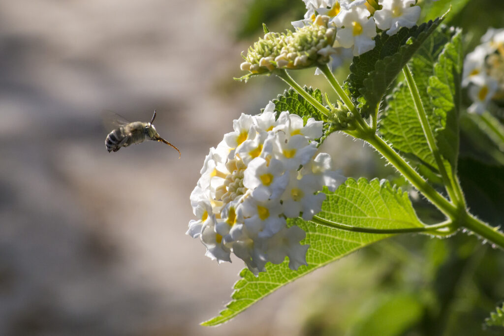 L'ape del mirtillo del sud-est, (Habropoda laboriosa) L'ape è a sinistra del telaio centrale in volo con la sua torre allungata dalla lingua un fiore di mirtillo in fiore.  I fiori sono bianchi.  L'ape è nera con bande gialle sull'addome.