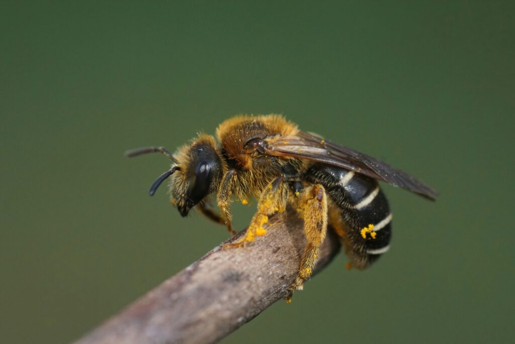 Primo piano su un'ape di solco dalle zampe arancioni appena emersa, Halictus rubicundus su un ramoscello su uno sfondo verde.  L'ape è al centro del telaio rivolto a sinistra.