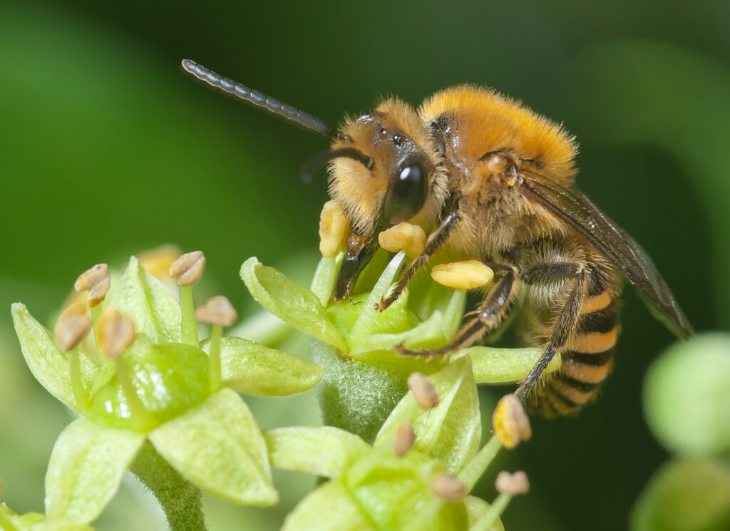 Ape di edera (Colletes hederae) sui fiori di edera (Hedera helix), che si nutre di nettare.  L'ape è rivolta verso il riquadro sinistro.  Iyt ha un addome sottile a strisce gialle e nere e un torace giallo peloso.  Il fiore dell'edera è verde chiaro. 