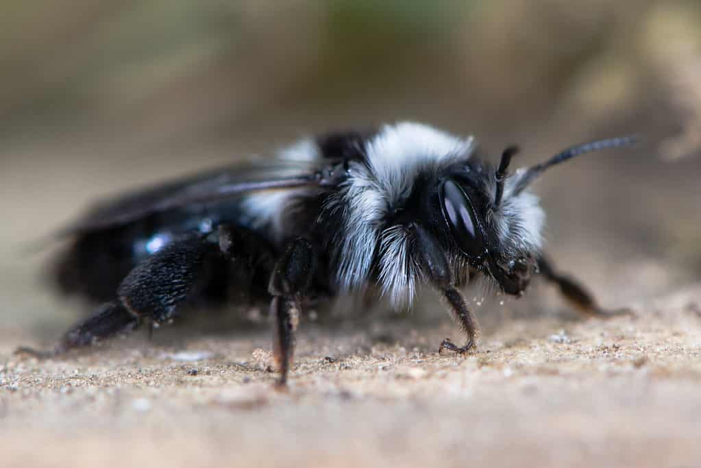 ape mineraria cinerea (Andrena cineria).  Insetto femmina della famiglia Andrenidae, che mostra lunghi capelli bianchi e neri e occhio composto.  L'ape è orizzontale nella foto.  La sua testa è rivolta verso destra.  L'ape è appollaiata sulla sabbia.