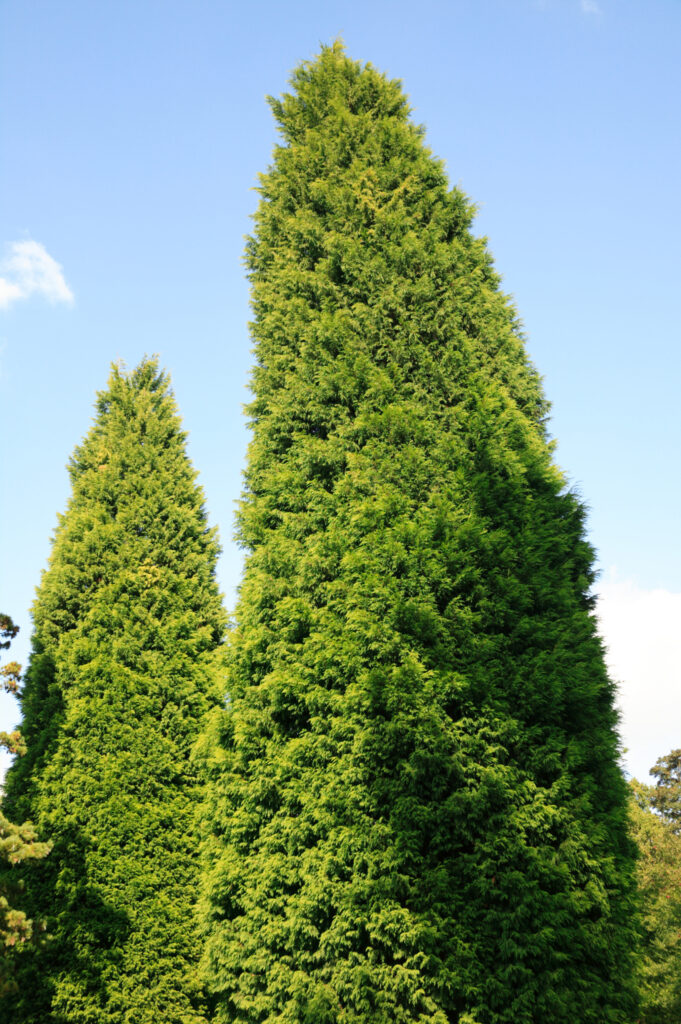 Leylandii una conifera sempreverde di rapida crescita molto rapida