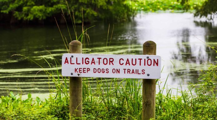 Attacchi di alligatori in Florida: dove accadono e quanto spesso
