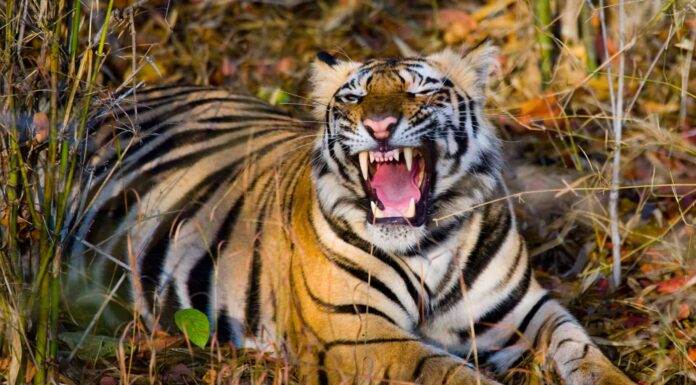 Riesci a trovare la tigre nascosta in questa foto in meno di 60 secondi?
