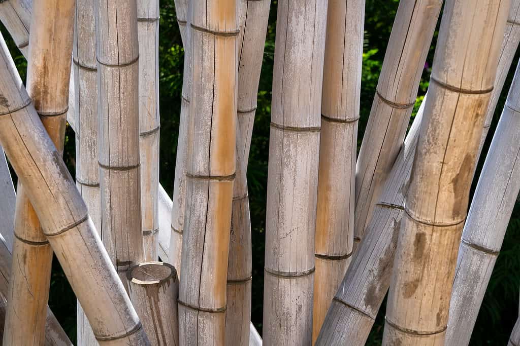 Bambù di legno gigante