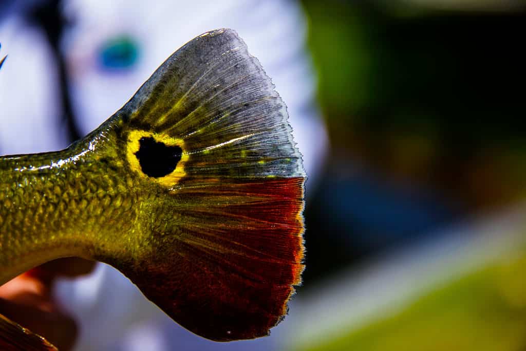 Le macchie ocellate caratterizzano la pinna caudale del Peacock bass.