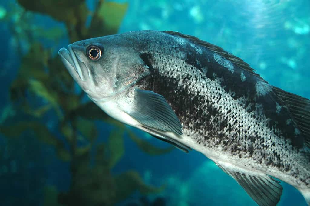 branzino nero in acqua