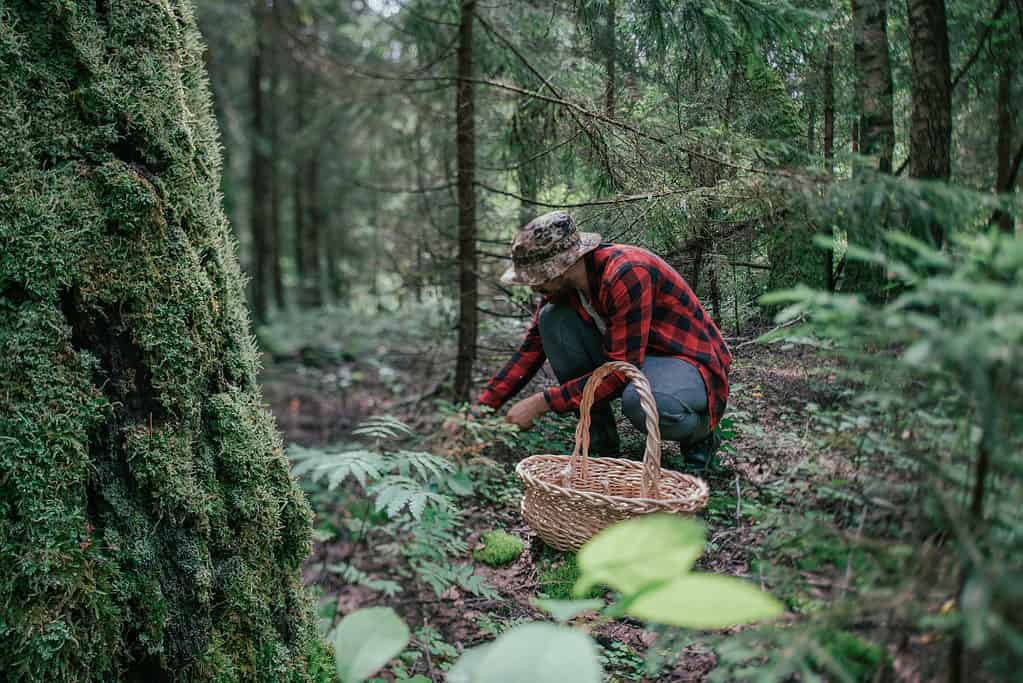 Caccia ai funghi nella foresta