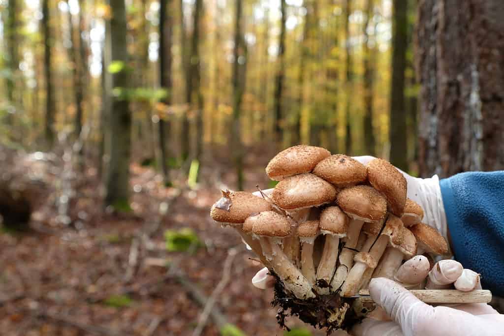 Ricerca di funghi